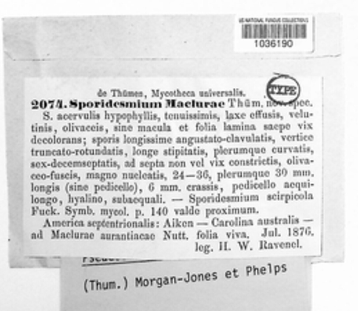 Sporidesmium maclurae image